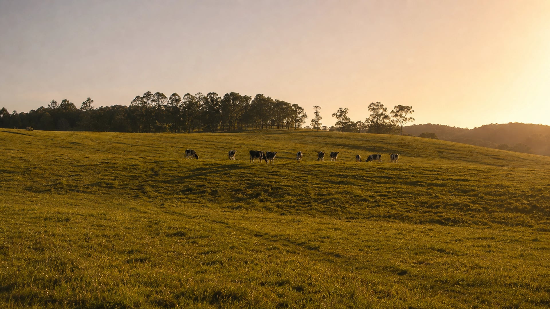 A Gold Coast hinterland eucalypt paddock with spotted gum trees in soft morning light, the country VKA Australia develops flavour for