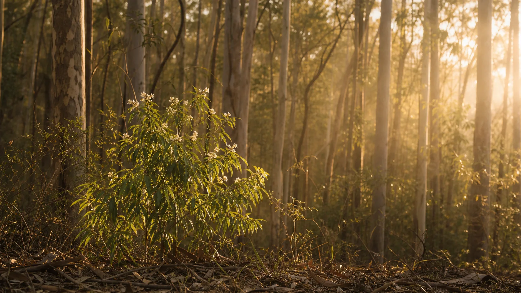 A lemon myrtle tree in a Gold Coast hinterland eucalypt forest at golden hour, cream-white blossoms at the leaf tips.
