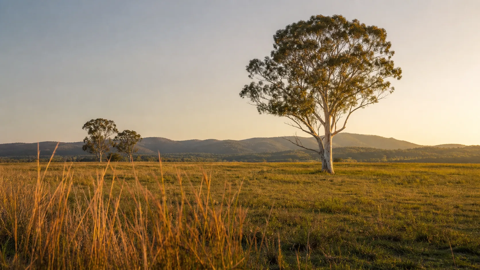 A Gold Coast hinterland paddock at golden hour, with spotted gum trees and kangaroo grass in the foreground.