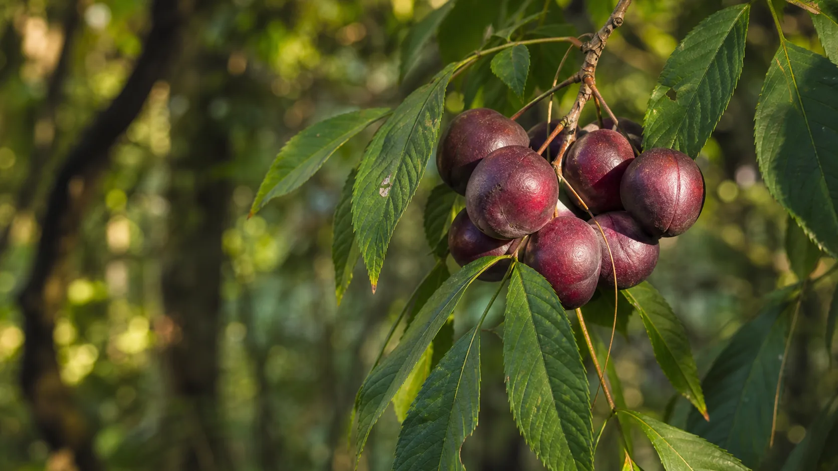 ripe davidson plums hanging in dark clusters on a native rainforest tree, the Queensland-grown botanical we use in cleaner-label dairy and bakery work