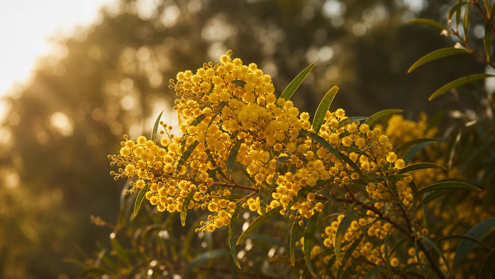 Golden wattle in full bloom, the small yellow puff-ball flowers densely clustered against fine grey-green foliage in soft Queensland sun